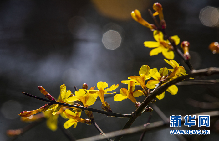 嫩绿、鹅黄、淡紫、粉红……台儿庄古城的春来了