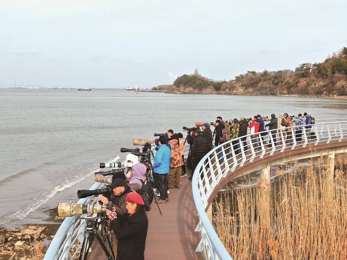 摄影爱好者集体在南通拍摄长江江豚