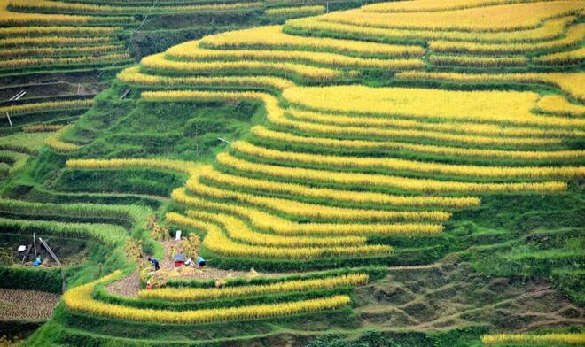 ဆင္းရဲမႈပေပ်ာက္ေစေရးေအာင္ျမင္မႈမ်ားႏွင့္ စားနပ္ရိကၡာဖူလံုေရးကို ၾကံ႕ခိုင္ေစရမည္ဟု တရုတ္လယ္ယာစိုက္ပ်ိဳးေရးႏွင့္ ေက်းလက္ေဒသေရးရာ ဝန္ႀကီးဆို_fororder_D3A4826A6709D104E5FE9FA2CDB9D55439BA7467_size177_w1080_h641
