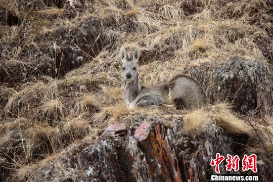 图片默认标题_fororder_J3A