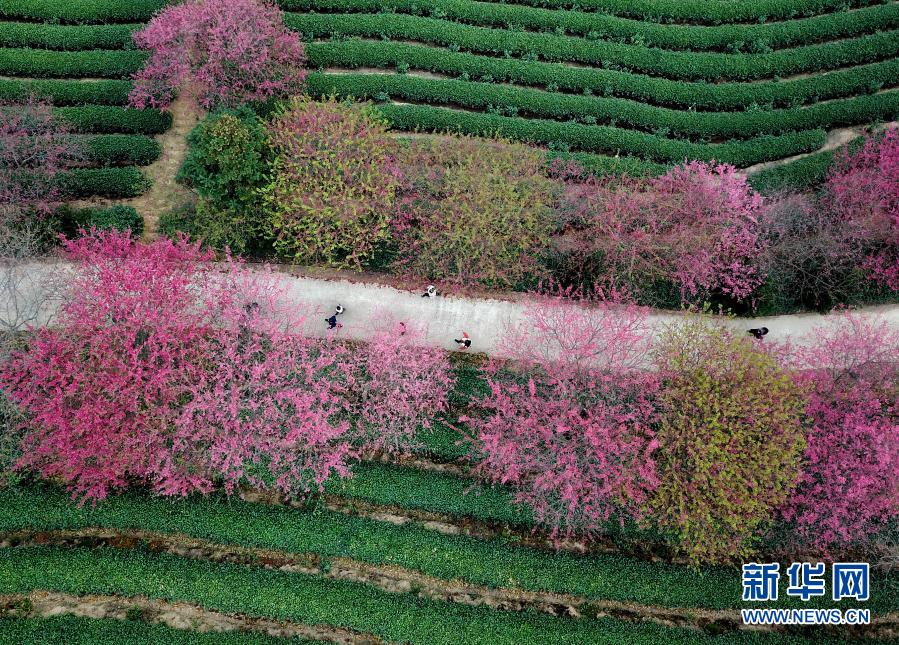 福建永福：樱花绽放迎春来