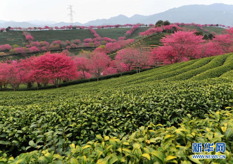 福建永福：樱花绽放迎春来