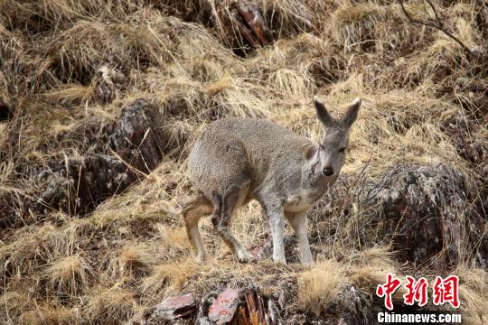 图片默认标题_fororder_J3-2