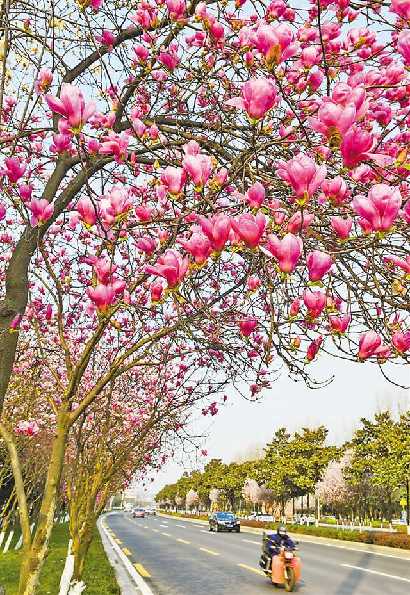 【城市远洋带图】赏花 一定不要错过这些地方