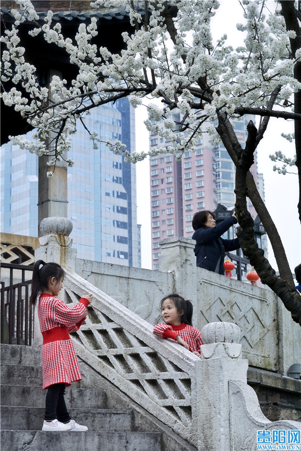 （中首）贵阳甲秀楼：春意上枝头