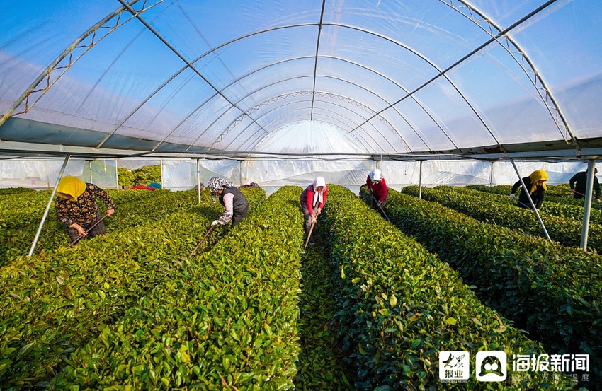 日照：春茶将上市 茶农进行管护