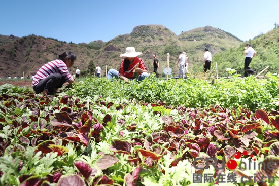 （有修改）贵州六盘水：全力抓好蔬菜产业发展