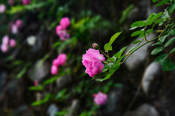 图片默认标题_fororder_1