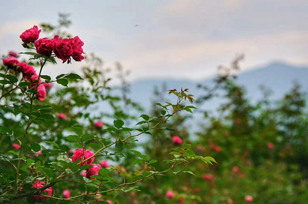 彭州市第五届宝山蔷薇花节启幕