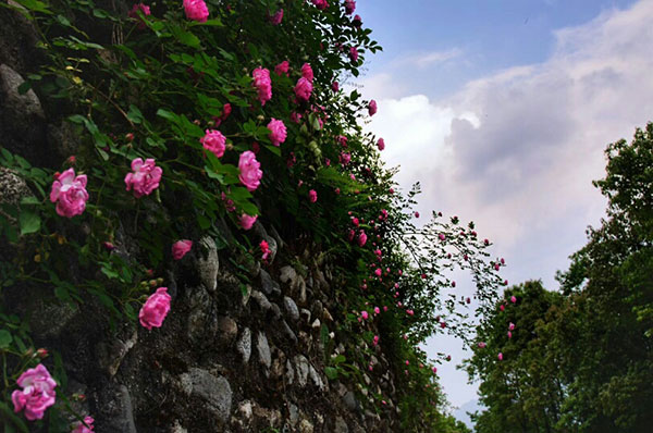 图片默认标题_fororder_3