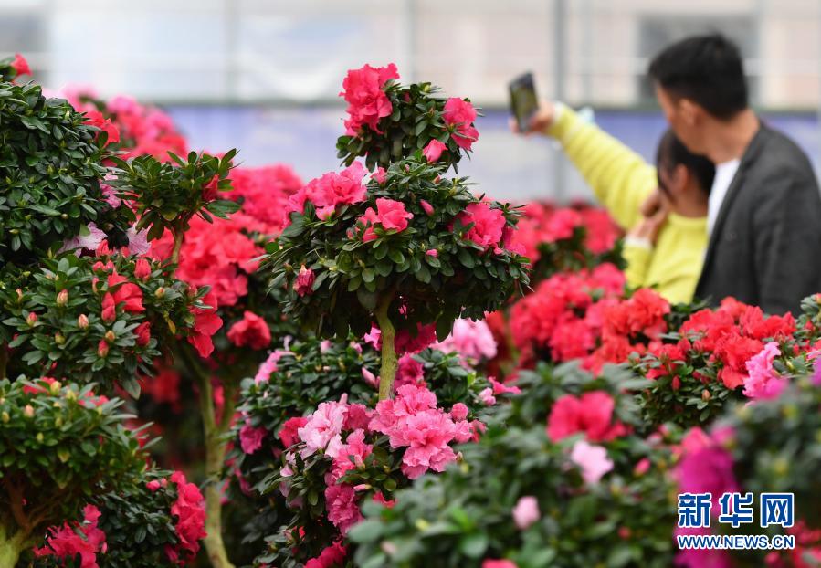 福建永福：花卉产业助增收
