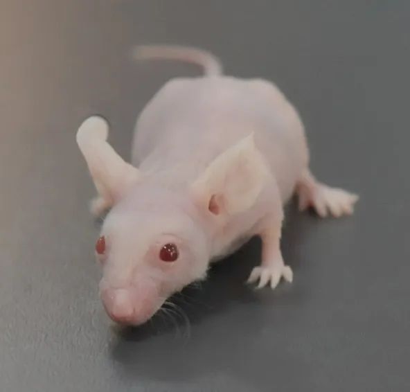 科技日报：我国构建出新冠肺炎动物模型，能否加速疫苗研发？