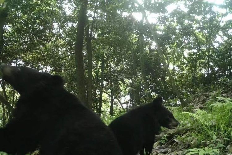 （转载）大熊猫国家公园成都片区：大熊猫及其伴生动物频繁“出镜”