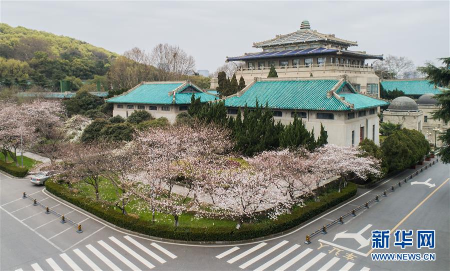 「新华网」武汉大学开通“云赏樱” 向公众展示校园樱花美景