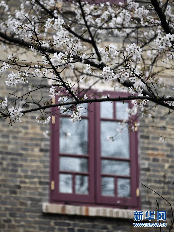 「新华网」武汉大学开通“云赏樱” 向公众展示校园樱花美景