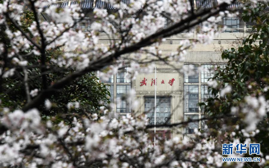 「新华网」武汉大学开通“云赏樱” 向公众展示校园樱花美景