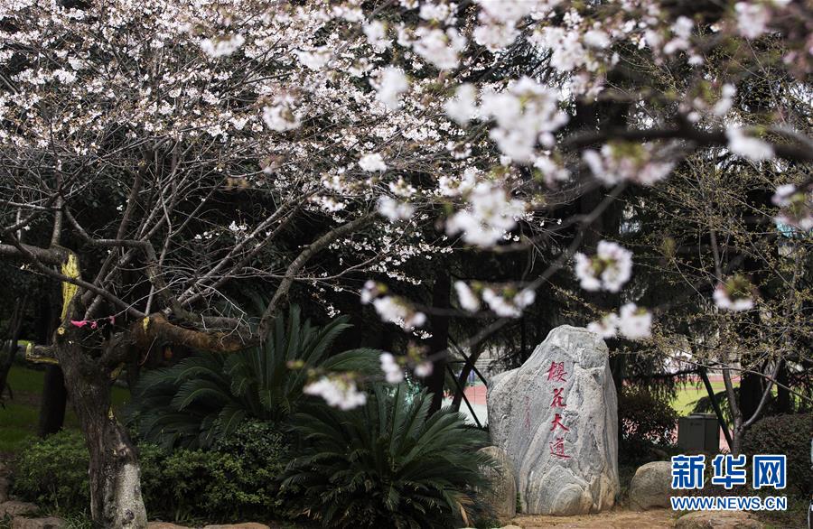 「新华网」武汉大学开通“云赏樱” 向公众展示校园樱花美景