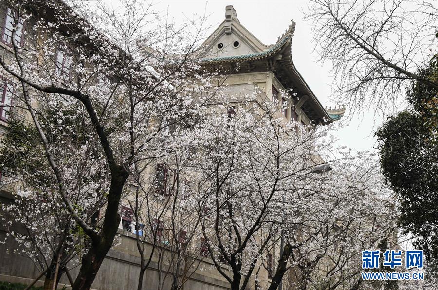 「新华网」武汉大学开通“云赏樱” 向公众展示校园樱花美景