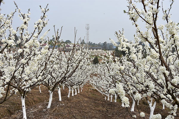 美丽四川|自贡市荣县近20万亩各色花卉竞相绽放 邀请游客前往打卡_fororder_1满园春色