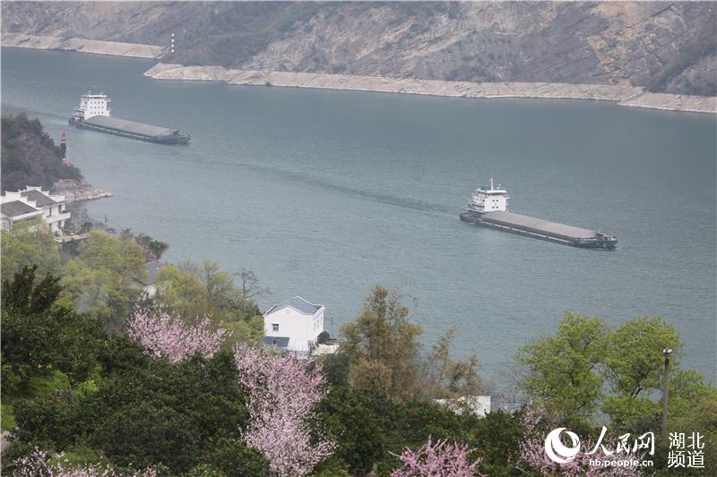 湖北秭归：桃花盛开春满西陵峡