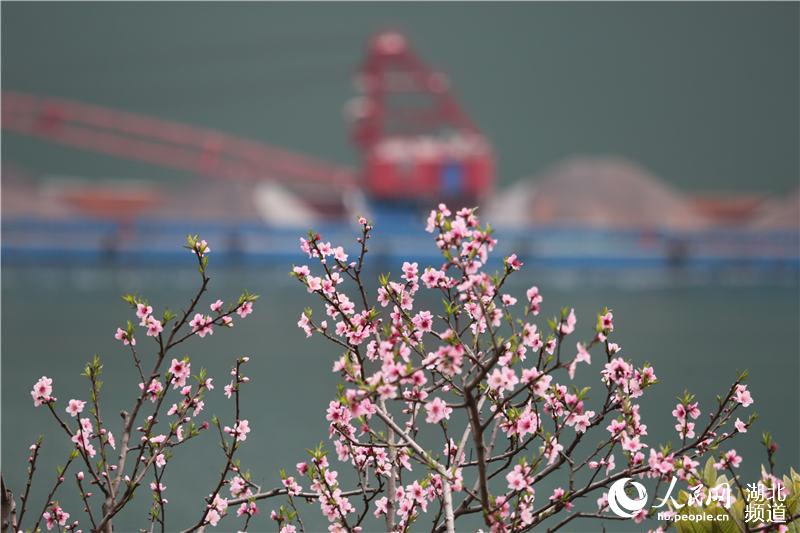 湖北秭归：桃花盛开春满西陵峡
