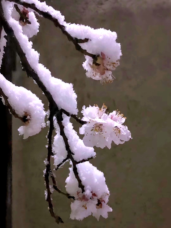 正值桃花盛开的季节,在云台山景区,山桃花遇上漫天飞舞的雪花,犹如