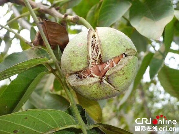 图片默认标题_fororder_成熟的汉源核桃