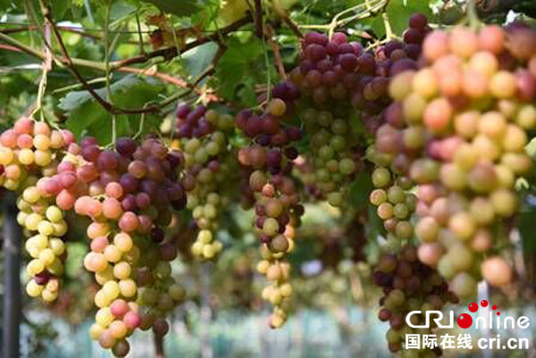 图片默认标题_fororder_珠玉满棚