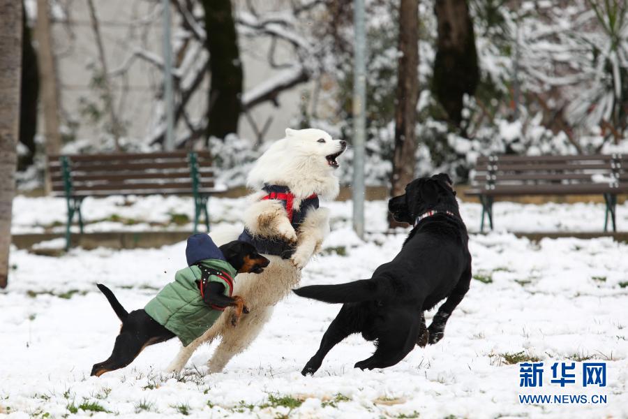 阿尔巴尼亚首都地拉那迎降雪