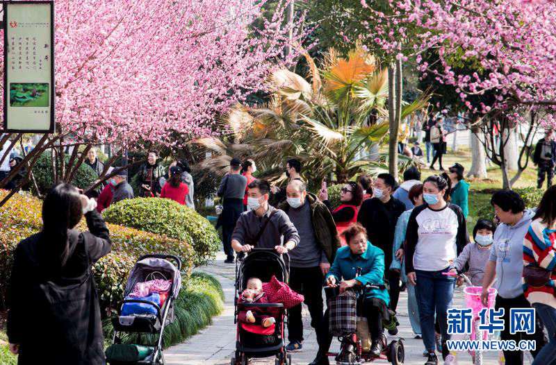 湖北武汉：梅花盛开迎新春