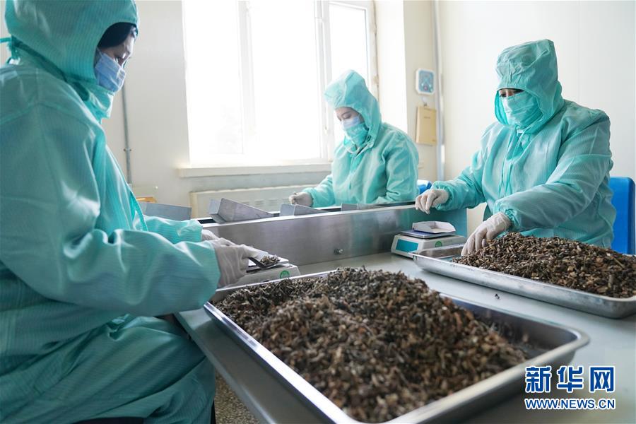 「新华网」黑龙江产值亿元以上大型制药企业全部复工复产