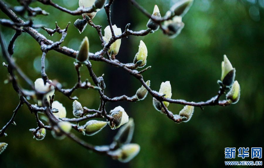 三门峡：一场“桃花雪”扮美“豫西后花园”