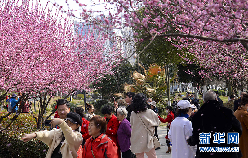 湖北武汉：梅花盛开迎新春