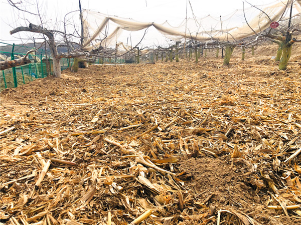 延安市宝塔区柳林镇：用苹果开辟脱贫攻坚“柳林模式” 结出富民强镇“胜利果”