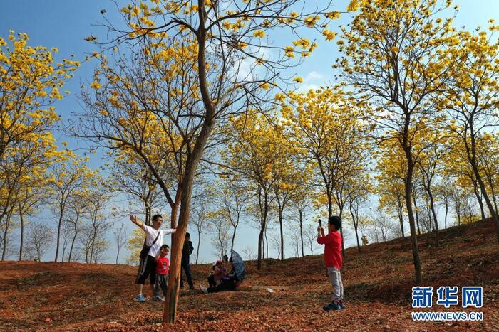 만개한 황화풍령목 만개한 황화풍령목_fororder_2021-0301-ly-5