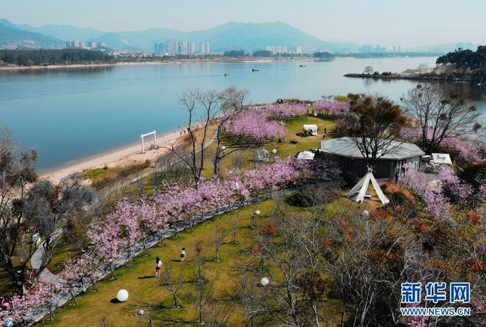 활짝 핀 벚꽃, 답청의 계절 활짝 핀 벚꽃, 답청의 계절_fororder_2021-0301-ly-9