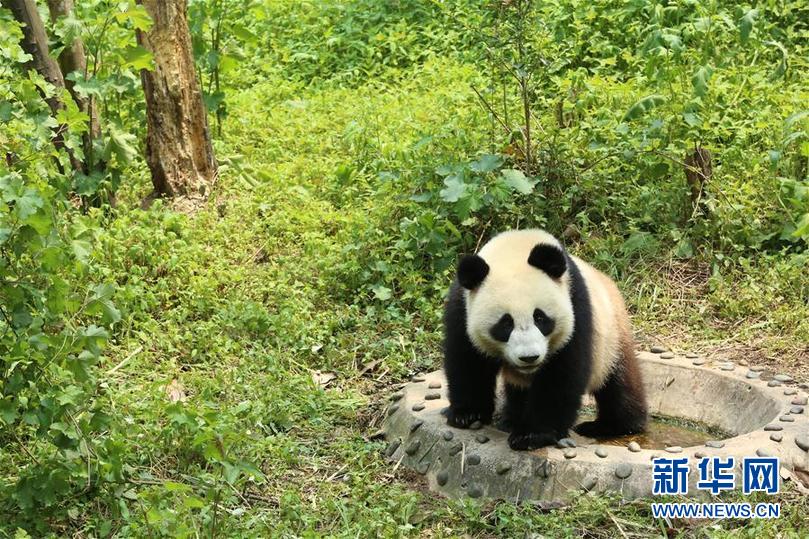 大熊猫“如意”“丁丁”即将启程赴俄罗斯