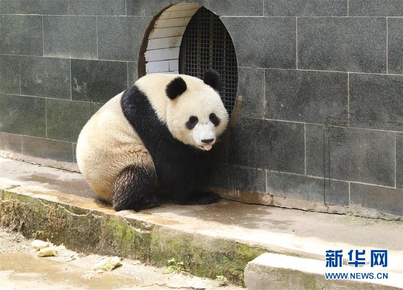 大熊猫“如意”“丁丁”即将启程赴俄罗斯