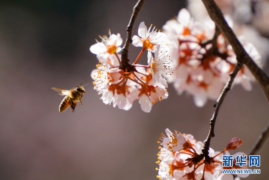 云南富源春花盛开 游客踏春赏花