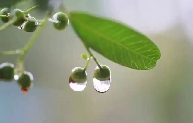 今日雨水，这个节气有多美？都在诗词里！
