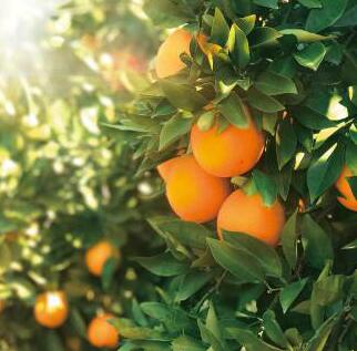 全球严选当季鲜橙，天使之橙如何用优质鲜橙榨出好橙汁