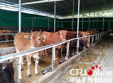 贵州沿河:“牛起来”的铜鼓村