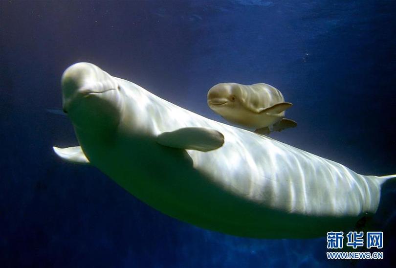 图片默认标题_fororder_1124012054_15478201783451n