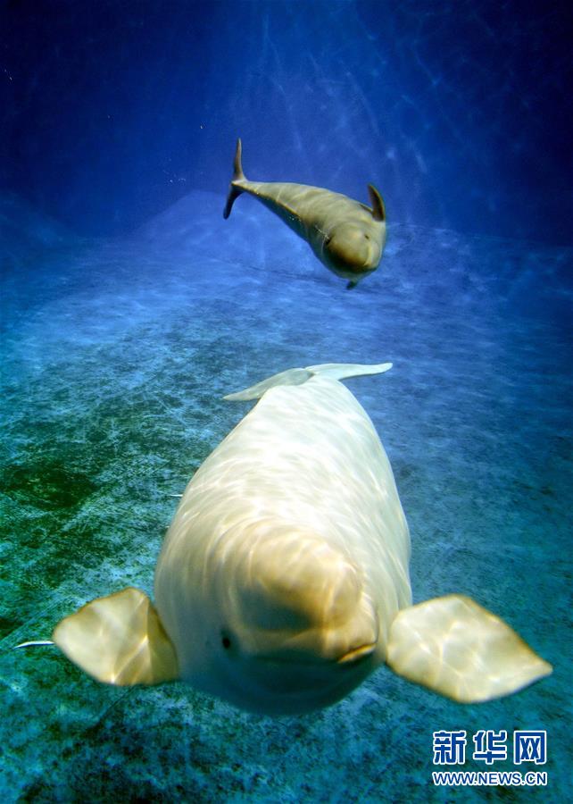 图片默认标题_fororder_1124012054_15478201782931n