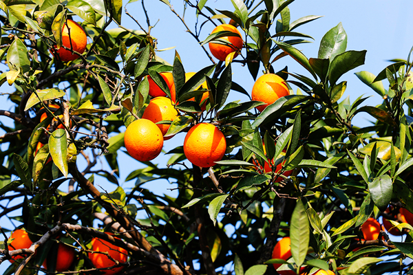 【B】重庆忠县：复旦柑橘飘香 继续成为“摇钱树”_fororder_图片1
