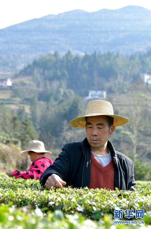 湖北宣恩：“东茶西种” 增收致富2021年02月20日