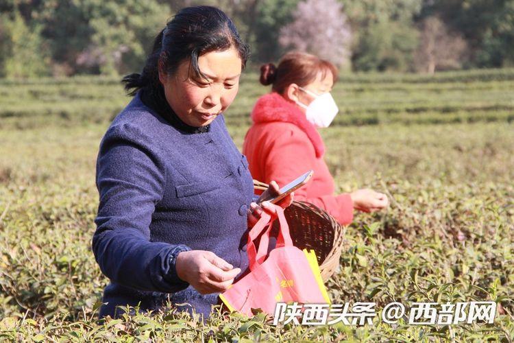2020年汉中仙毫春茶开采上市 媒体+电商+直播助力销售