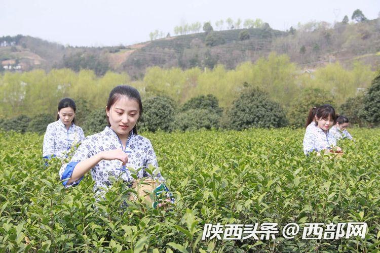 2020年汉中仙毫春茶开采上市 媒体+电商+直播助力销售