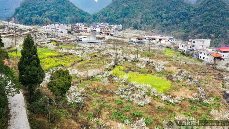 广西凌云：又到李花盛开时 美不胜收（组图）