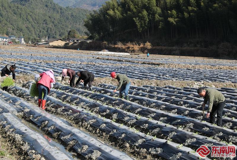 福建武夷山下春播春种忙